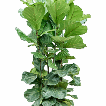 Ficus lyrata 4pp
