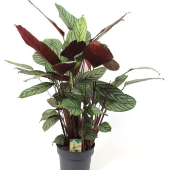 Ctenanthe Oppenheimiana 21 cm