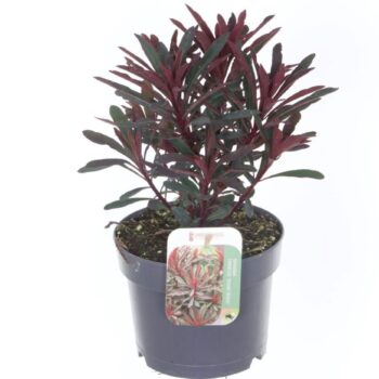 Euphorbia Miner's Merlot