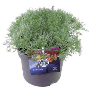 Artemisia schmidtiana