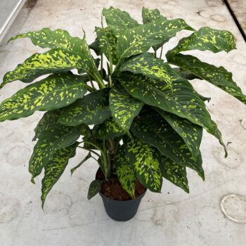 Dieffenbachia overig 30cm