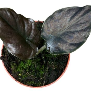 Alocasia Black Magic