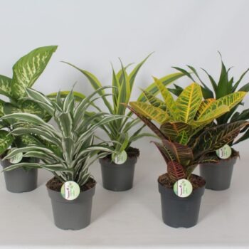 Green mix (Dieff, Cod. Petra, Drac.,Aloc)