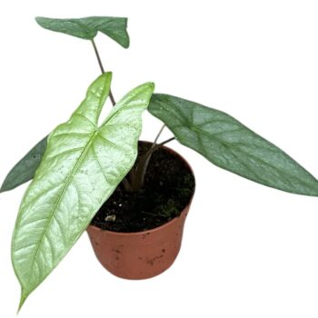 Alocasia Heterophylla Corazon