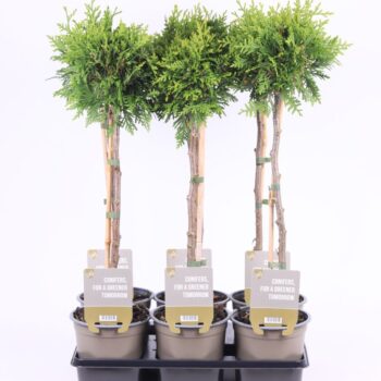 Thuja occ. 'Brabant'