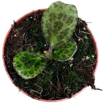 Begonia Blancii Mottled