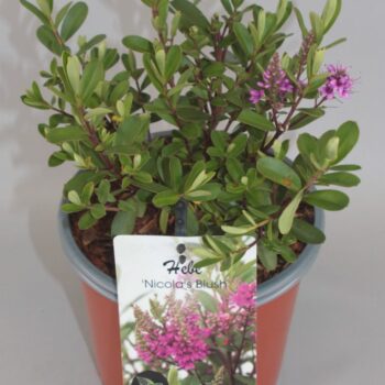 Hebe 'Nicola's Blush' C2