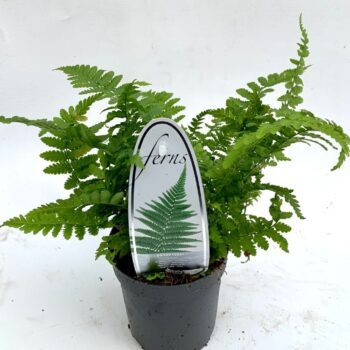 Dryopteris filix-mas