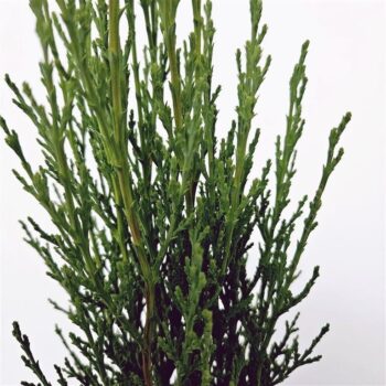 Cupressus sempervirens 'Totem'