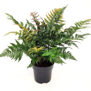 Dryopteris erythrosora 'Brilliance'