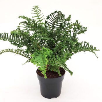 Dryopteris affinis 'Cristata The King'