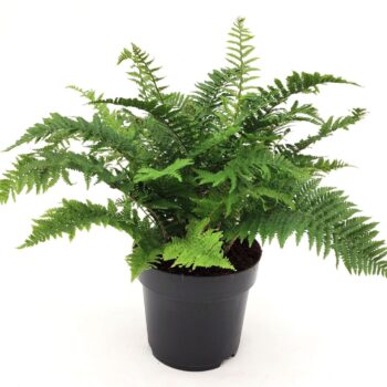 Dryopteris affinis 'Crispa'