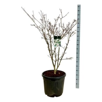 Cornus kousa 'Teutonia'