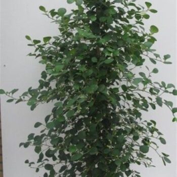 Ficus Deltoidea