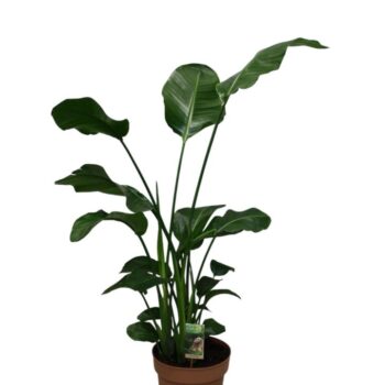 Strelitzia Nicolai p27 - hoogte 130-140