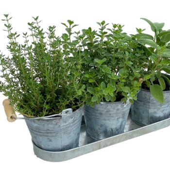 Trio kruiden - in zink emmertje met handvat