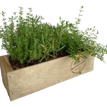 Kruidentuintje in houten kist
