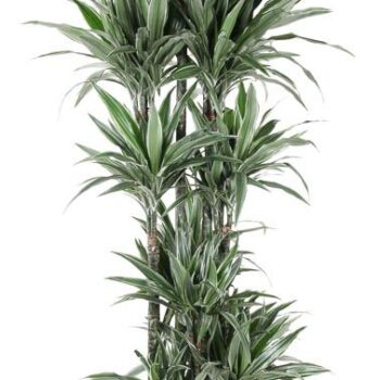 Dracaena Warneckei 150-carrousel