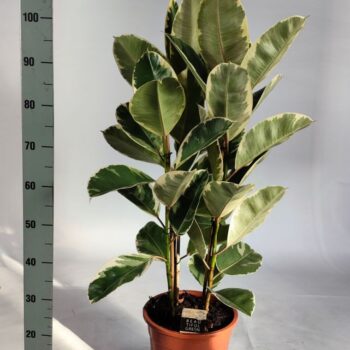 Ficus elastica tineke toef 105cm