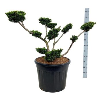Taxus cuspidata nana