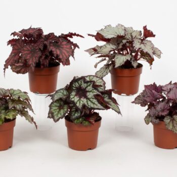 Begonia Enchanted Rex Mix 12cm