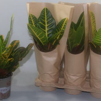 Croton 2 soorten mix Excellent en Petra papierhoes+karton tray