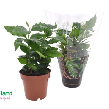 Coffea Arabica + koffiehoes