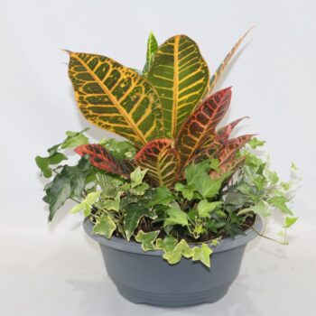 Toef Croton mix+Hedera mix 27cm