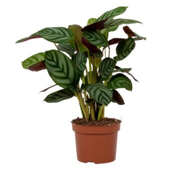 Ctenanthe Setosa Green Flag 12cm