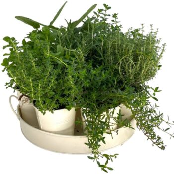 Kruiden mix op zink dienblad (7 planten)