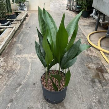 Aspidistra 25/19 h70/80