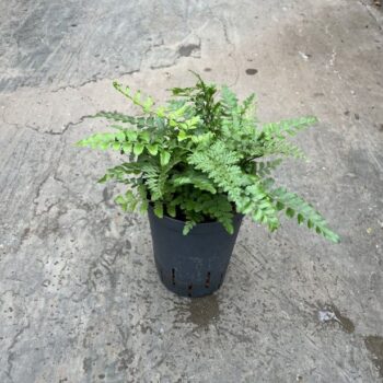 Asplenium parvati 15/19 h40
