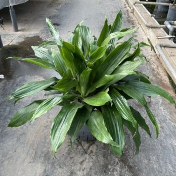 Dracaena janet craig kop 5pp 25/19 h70