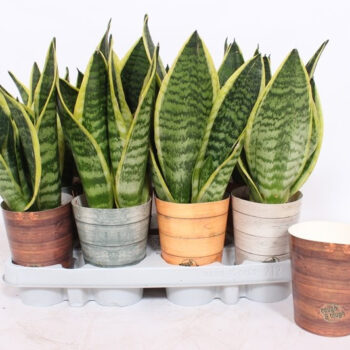 Sansevieria Superba in Rough & Tough cup