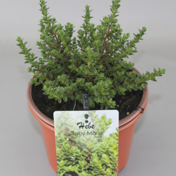 Hebe "Baby Marie" C2