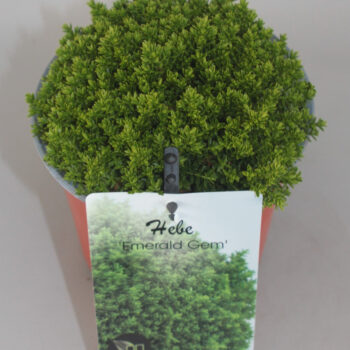 Hebe Emerald Gem C1,5