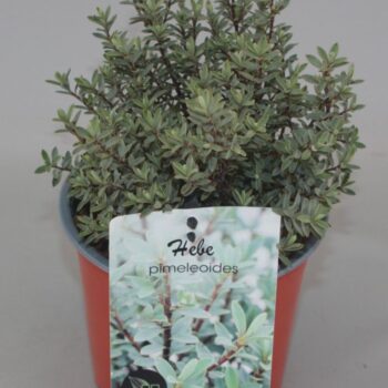 Hebe pimeleoides C1,5