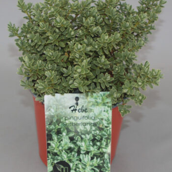 Hebe pinguifolia 'Sutherlandii' C1,5