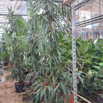 Ficus Alii piramide 350