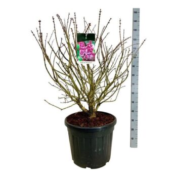 Syringa v. 'Michel Buchner'