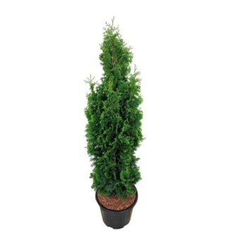 Thuja occ. 'Degroot's Spire'