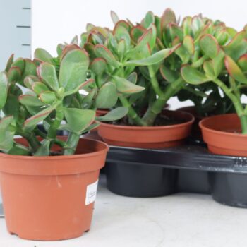 Crassula Colorata Canarias