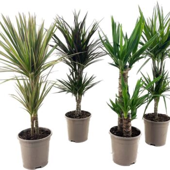 Dracaena and Yucca mix