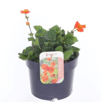 Geum coccineum Tosai