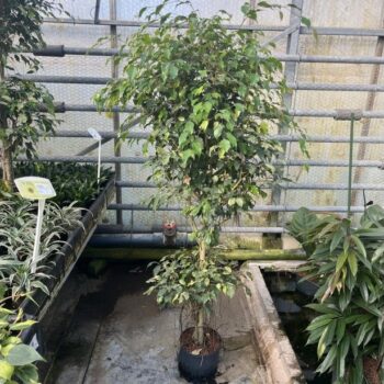 Ficus benj exotica stam 2etage 25/19 h140
