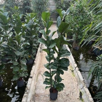 Ficus lyrata bambino 2pp 18/19 h150