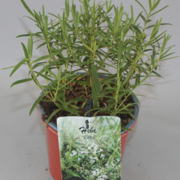 Hebe Kirkii C1,5