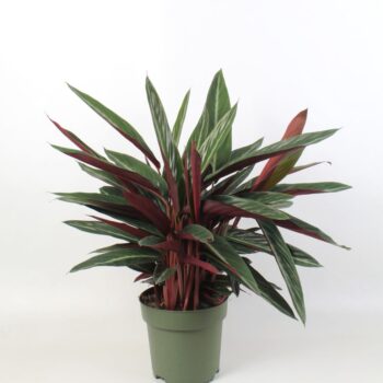 Stromanthe sanguinea
