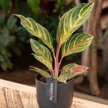 Aglaonema Dreamcatcher
