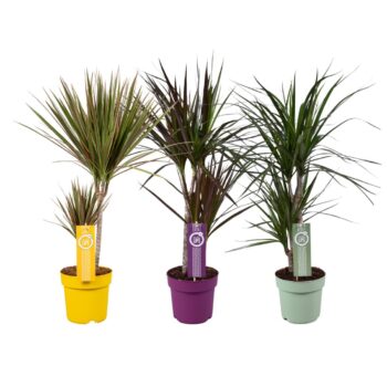 Dracaena marginata mixkar 30-15 (3 srt) MoreLips